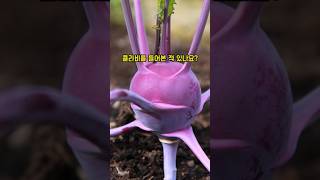 콜라비의 효능 the effectiveness of Kohlrabi [upl. by Derrej]