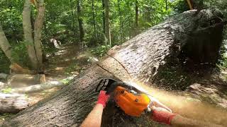 Arborist Techniques 4 Releasing wood under tensioncompression [upl. by Noteloc]