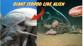 Facts about ISOPODS like alien [upl. by Corene]