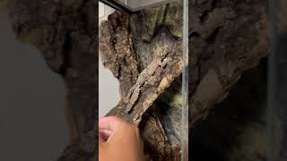 ヤマビタイヘラオヤモリ Uroplatus sikorae  Mossy leaftail gecko シコラエ shorts [upl. by Aridnere]