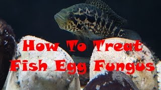 Preventing Fish Egg Fungus [upl. by Jewell605]