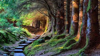 The Ballinastoe forest walk in Wicklow Ireland August 2020 [upl. by Alcot]