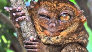 True Facts About The Tarsier [upl. by Asirb]