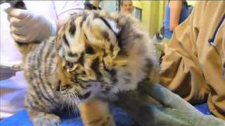 Denver Zoo Welcomes Four Tiger Cubs [upl. by Diandra929]