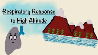 Respiratory Response To High Altitude  Acclimatization Physiology  Respiratory Physiology [upl. by Suiravad]