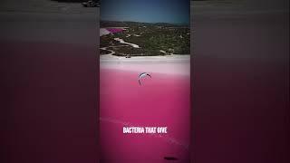 Lake Hillier The Secret of the Pink Lake in Australiaanime [upl. by Romeon]