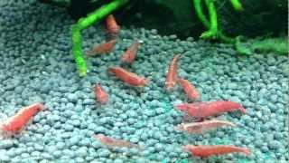 Cherry Red Shrimp eating Spirulina Powder [upl. by Anialeh]