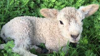 Cute baby lamb bleating  Baby lamb makes baaing sounds [upl. by Sanderson659]