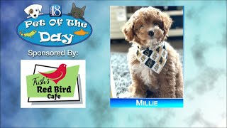 Pet of the Day for April 1 Millie [upl. by Yraht439]