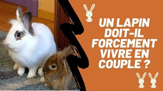 UN LAPIN DOITIL FORCEMENT VIVRE EN COUPLE [upl. by Kathie]