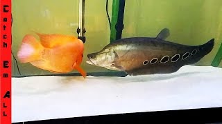 FISH FIGHTING in TANK Who will SURVIVE [upl. by Barn]