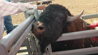 BuffaloRidingJacob Todechine Wins Buffalo Riding 96th Indian Tribal Ceremonal Rodeo [upl. by Ydorb]