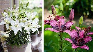 How to Plant Asiatic Lilies Summer Garden Guide [upl. by Ardnasal901]