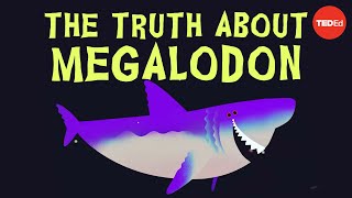 Why did Megalodon go extinct  Jack Cooper and Catalina Pimiento [upl. by Sherar]