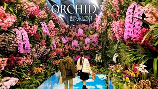 【4K Orchid】 International Orchid and Flower Show 2024 世界らん展2024 4K orchid [upl. by Puduns]