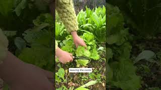 Tip to harvest lettuce shorts plantingtips [upl. by Jenine]