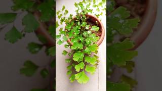 Maiden Hair Fern a beautiful indoor plant☘️Adiantum Raddianum fern 🌿Gardening tips Israts Garden [upl. by Nalro]