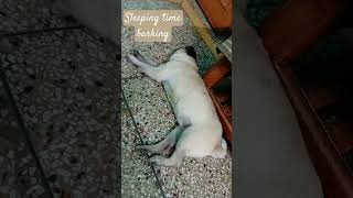 dog barking sounds to make your dog bark  dogsleeping dogbark pug [upl. by Jenilee137]