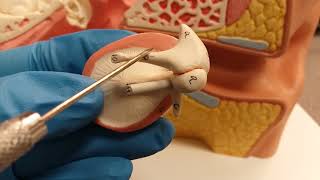 Middle Ear Video  Brief Overview [upl. by Ytsihc]