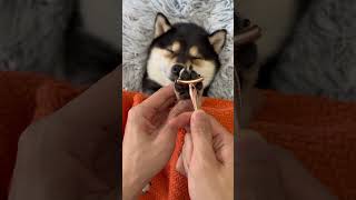 Dog asmr dogsoftiktok littlemanyu asmr cute trendingshorts [upl. by Otrebogir]