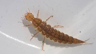 Group 21 Water Beetles adults and larvae Agabus sp Diving Beetle larva [upl. by Etana]