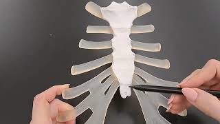 Anatomy of the Sternum in under 2 minutes [upl. by Talya]