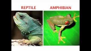 Whats the difference between an amphibian and a reptile Find out in this World Book Explains video [upl. by Notfilc300]