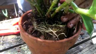 How To Repot a Dendrobium nobile orchid [upl. by Aliuqehs]