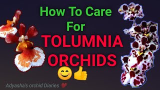 How to care for Tolumnia orchids  culture light and watering requirements [upl. by Schwartz22]