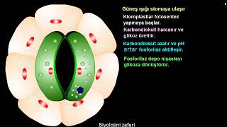 Stomanın açılıp kapanma mekanizması animasyon [upl. by Bowen]