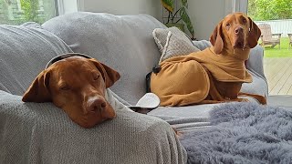 Vizsla fun packed weekend  Part 2 [upl. by Lambard]