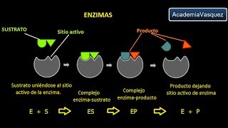 Enzimas Estructura Características y Funciones [upl. by Hnao]