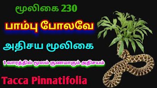 விரியன் பாம்பு கிழங்குகாட்டுக்கருணை கிழங்குTacca leontopetaloidesஅலசல்Alasal [upl. by Jobie]