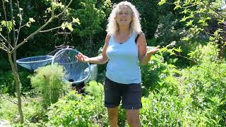 Growing Vertical Crops in The Explosive Garden Permaculture Nordic Food Forest [upl. by Nona]