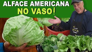 Como plantar ALFACE AMERICANA🥬 no VASO ou PEQUENOS ESPAÇOS [upl. by Zaremski350]