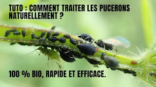 Tuto  Comment traiter les pucerons noirs fèves  100 BIO RAPIDE ET EFFICACE [upl. by Ttelrats228]