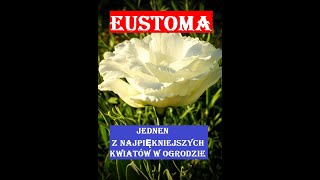 EUSTOMA  SIEJEMY W GRUDNIU LUB STYCZNIU [upl. by Leitnahs]