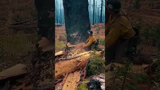 The bushfires made us do this treecutting wood [upl. by Reinertson]