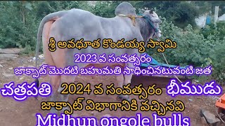 G S R bullsకొండయ్య స్వామి జాక్పాట్ పందానికి చత్రపతి భీముడుగిత్తలువచ్చినవిsubscribe🔔my channel [upl. by Chadbourne]