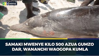 SAMAKI MWENYE KILO 500 AZUA GUMZO DAR WANANCHI WAOGOPA KUMLA [upl. by Dietz]