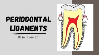 Periodontal ligaments Introductory Concepts [upl. by Inwat]