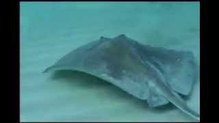 Save the Stingray  RIP Steve Irwin [upl. by Nimref]