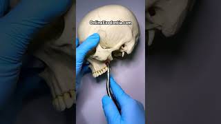 Oral Surgery Rongeur  OnlineExodontiacom  oralsurgery dentalcourses dentalinstruments [upl. by Nimesh758]