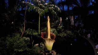 The NYBG Corpse Flower Bloom – Time Lapse [upl. by Nyrhtac]