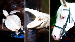 23 Albino Animals That Have Rarely Ever Been Seen [upl. by Onabru772]