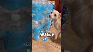 Stay hydrated 💧water drinkwater stayhydrated aqua tomaagua sirremingtonmartin dog pets [upl. by Asor755]