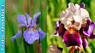 10 Variedades de Iris más bellas del mundo [upl. by Irac595]