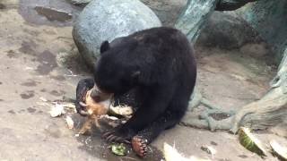 Sun Bear open and eat coconut [upl. by Brookes]