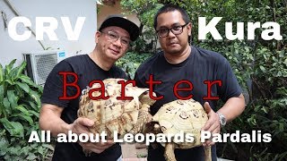 SNOW Leopard Pardalis Tortoise terbaik CRV vs KURA FeatTortoTown [upl. by Bernadette]