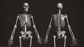 Human Osteology Axial and Appendicular Skeleton [upl. by Agosto]